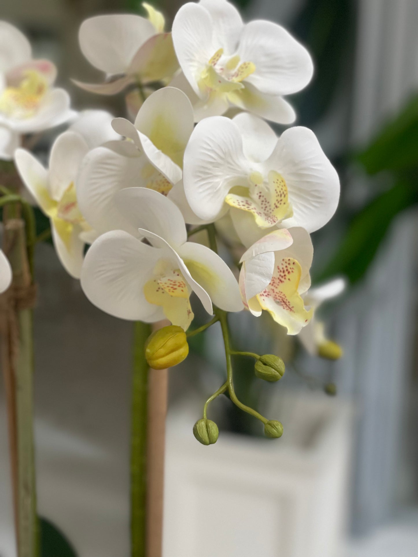 Horse Bucket Orchid Arrangement